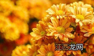 菊花适合养卧室吗 房间里适合养菊花吗