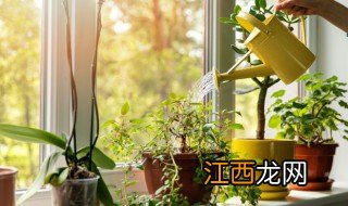 卧室适合养花和植物吗 卧室适合养植物花草吗