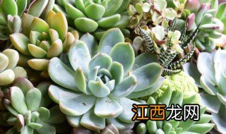 多肉植物适合养卧室吗 多肉植物适合养卧室吗风水好吗