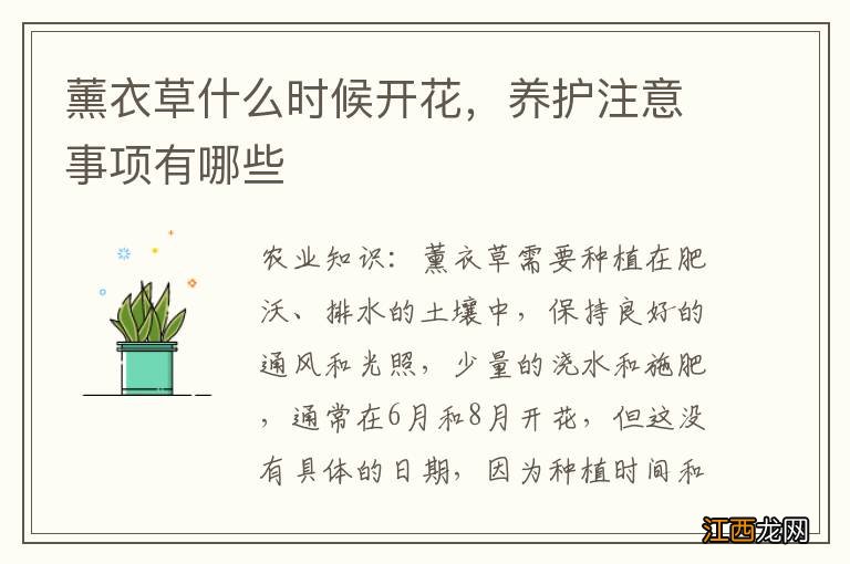 薰衣草什么时候开花，养护注意事项有哪些