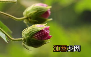 茶叶开花结果怎么回事