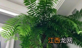 帝王蕨怎么养 卧室适合养霸王蕨吗