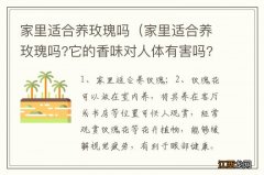 家里适合养玫瑰吗?它的香味对人体有害吗? 家里适合养玫瑰吗