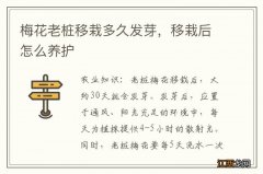 梅花老桩移栽多久发芽，移栽后怎么养护