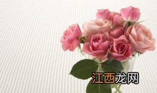 盆栽玫瑰花怎么养家庭养法 家庭盆栽玫瑰怎么养