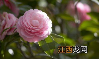 过期的茶能浇花吗 过期的茶叶能浇花吗