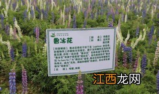 鲁冰花歌词为什么恐怖 看完你就知道了