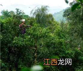 雨林古茶坊古树茶质量怎么样