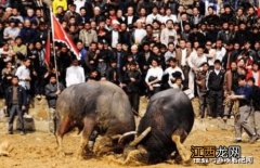 极具传统民族文化的节日：侗族斗牛节