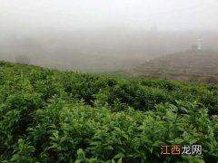 香妃翠玉茶怎么泡