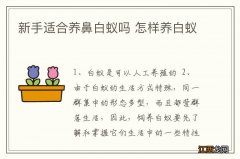 新手适合养鼻白蚁吗 怎样养白蚁