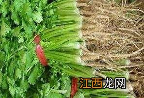 香菜根种香菜多久浇水