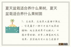 夏天盆栽适合养什么果树，夏天盆栽适合养什么果树苗