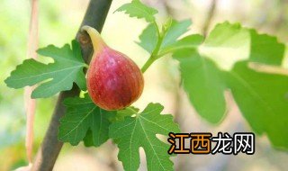 夏天盆栽适合养什么果树，夏天盆栽适合养什么果树苗