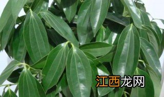 家里适合养大型植物吗 家里适合养大型植物吗风水