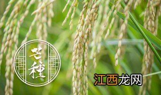 芒种南方吃什么传统食物 芒种北方吃什么传统食物