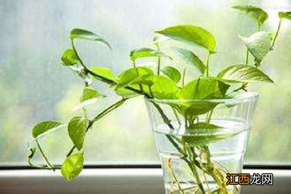 最好养的水培花,养护方法及注意事项