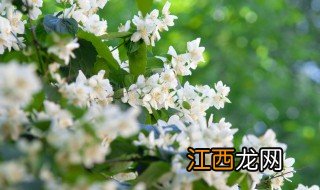 农村适合养什么盆栽花卉 农村适合养什么盆栽