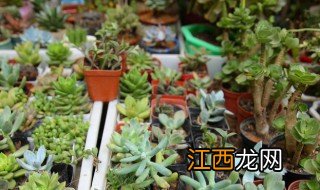 深圳适合养什么植物 深圳适合养什么盆栽