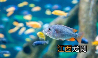 家里适合养黄金金鱼吗风水好吗 家里适合养黄金金鱼吗