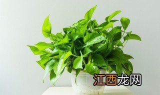 属马养什么植物旺财转运放卧室 属马养什么植物旺财转运