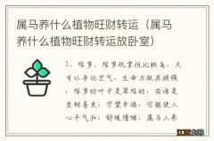 属马养什么植物旺财转运放卧室 属马养什么植物旺财转运