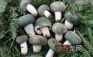 青头菌煮多久可以食用