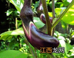 茄子开花多久能收获