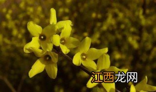 连翘几个花瓣 连翘是什么