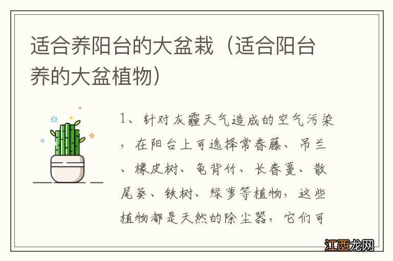 适合阳台养的大盆植物 适合养阳台的大盆栽