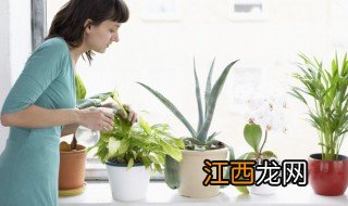 适合阳台养的大盆植物 适合养阳台的大盆栽