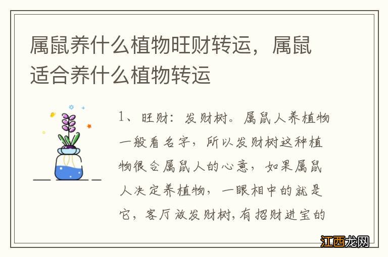 属鼠养什么植物旺财转运，属鼠适合养什么植物转运