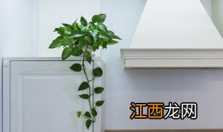 夏季适合养什么盆栽花 夏季适合养什么盆栽