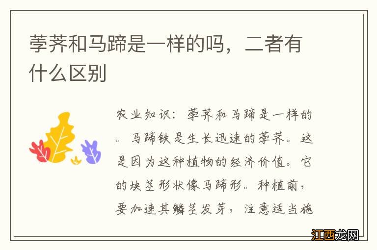 荸荠和马蹄是一样的吗，二者有什么区别