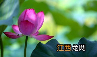 筒叶花月怎么养，筒叶花月怎么养长得快