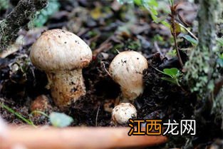 黑椒松茸是什么东西