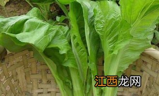 芥菜条怎么淹