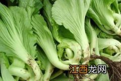 芥菜是怎么样的