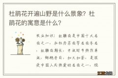 杜鹃花开遍山野是什么景象？杜鹃花的寓意是什么？