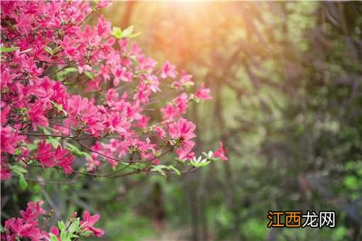 2021年杜鹃花什么时候开？毕节百里杜鹃花最佳观赏时间是什么时候？