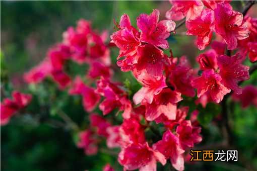 2021年杜鹃花什么时候开？毕节百里杜鹃花最佳观赏时间是什么时候？