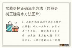 盆栽枣树正确浇水方法图片 盆栽枣树正确浇水方法