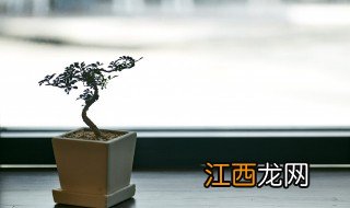 盆栽枣树正确浇水方法图片 盆栽枣树正确浇水方法