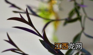 盆栽紫竹浇水正确方法 紫竹如何浇水