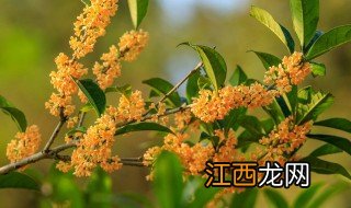 桂花用什么水浇最好 大型桂花浇水正确方法