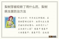 梨树芽被咬断了用什么药，梨树病虫害防治方法