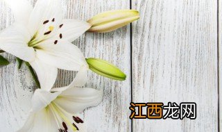 家中可不可以种百合花草和花草 家中可不可以种百合花草