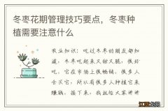 冬枣花期管理技巧要点，冬枣种植需要注意什么