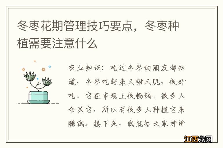 冬枣花期管理技巧要点，冬枣种植需要注意什么