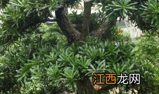 阳台可不可以种罗汉松，阳台可不可以种罗汉松呢